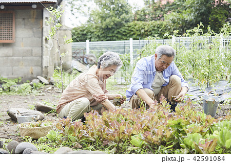 高齢者 老人 夫婦 42591084