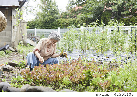 高齢者 老人 レタス 42591106