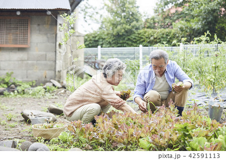 高齢者 老人 田畑 42591113