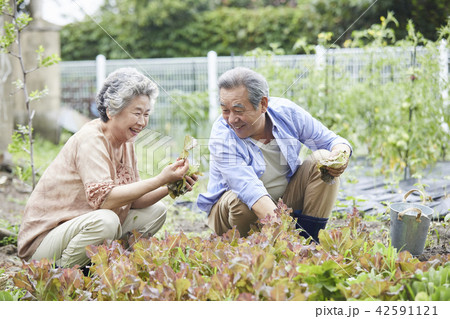 高齢者 老人 夫婦 42591121