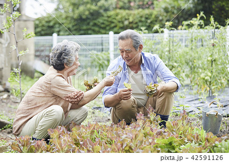 高齢者 老人 夫婦 42591126
