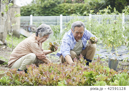 高齢者 老人 夫婦 42591128