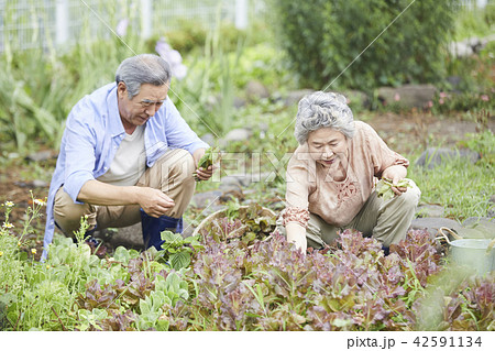 高齢者 老人 夫婦 42591134