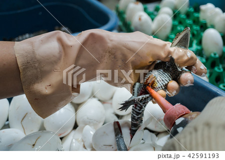 Worker drops Antiseptic Liquid on wound 42591193