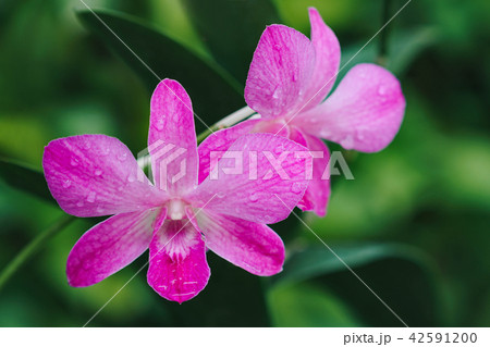 Violet orchid flowers blooming in the garden 42591200