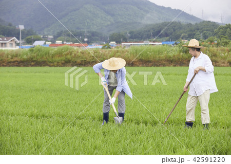 高齢者 老人 田畑 42591220