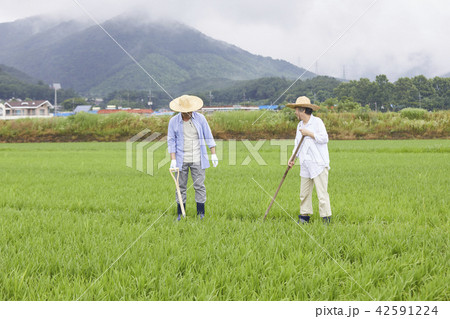 高齢者 老人 田畑 42591224