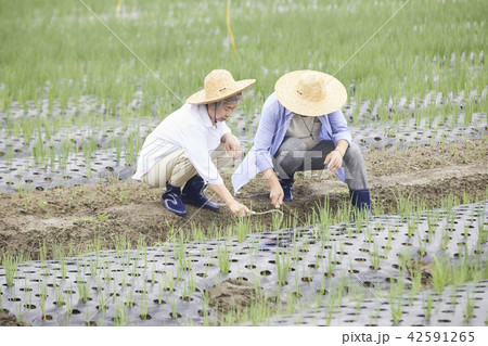 高齢者 老人 田畑 42591265