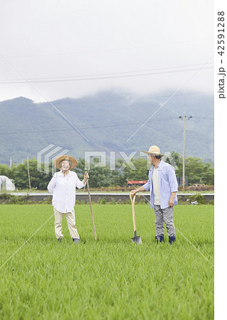 高齢者 老人 田畑 42591288