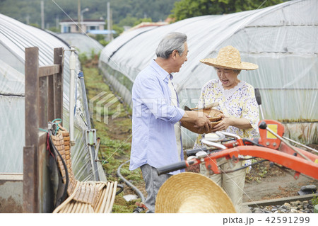 高齢者 老人 農家 42591299