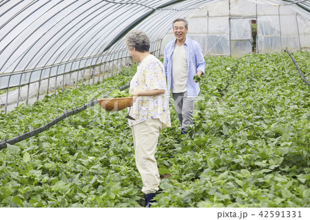 高齢者 老人 農業 42591331