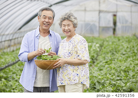 高齢者 老人 農業 42591356