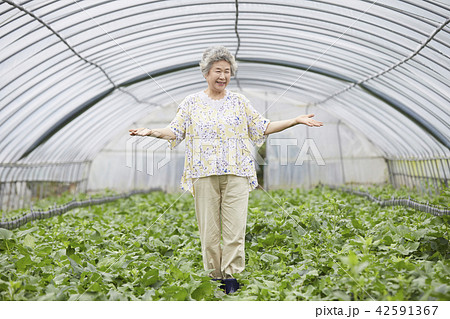 高齢者 老人 農業 42591367