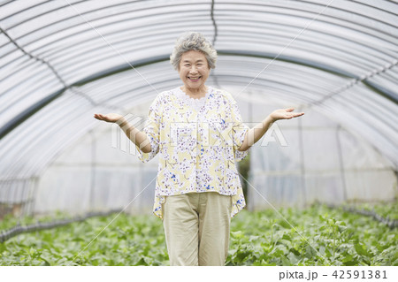 高齢者 老人 農業 42591381