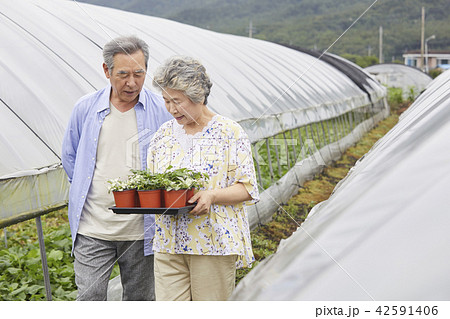 高齢者 老人 農業 42591406
