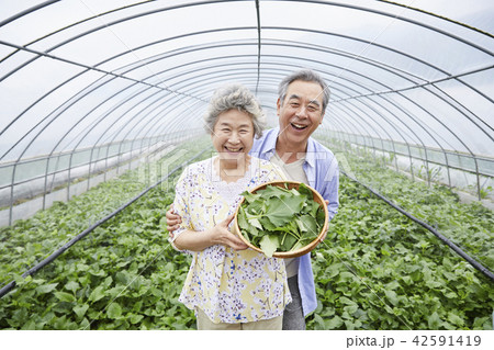 高齢者 老人 夫婦 42591419
