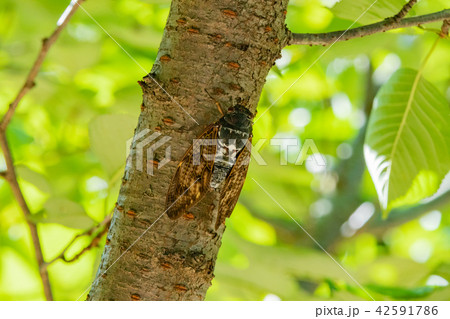 アブラゼミ 42591786