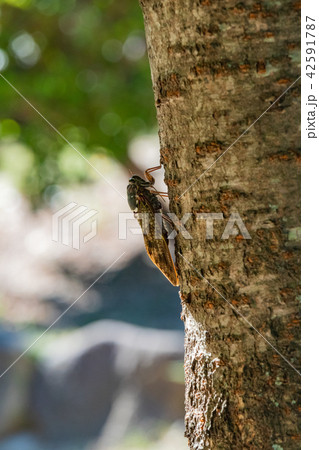 アブラゼミ 42591787