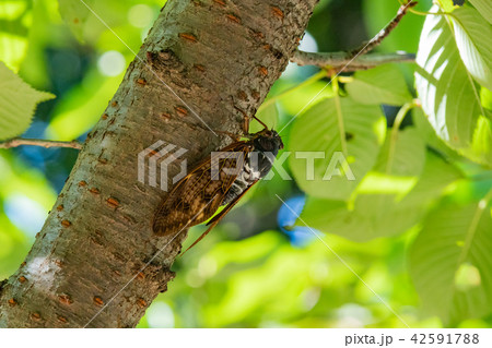 アブラゼミ 42591788