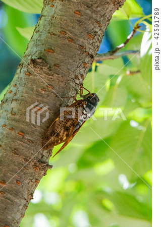 アブラゼミ 42591789