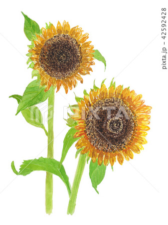 ヒマワリ Helianthus annuus ヒマワリ Helianthus annuus 42592428