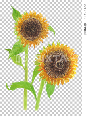 ヒマワリ Helianthus annuus ヒマワリ Helianthus annuus 42592428