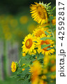 ひまわり 42592817