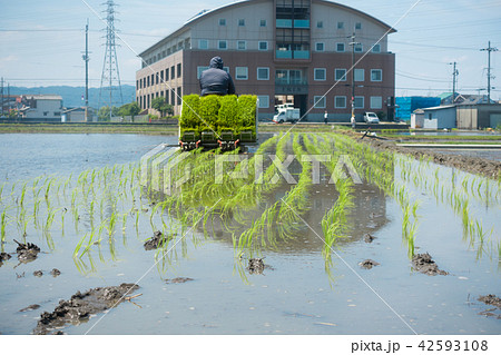 田植え　 42593108