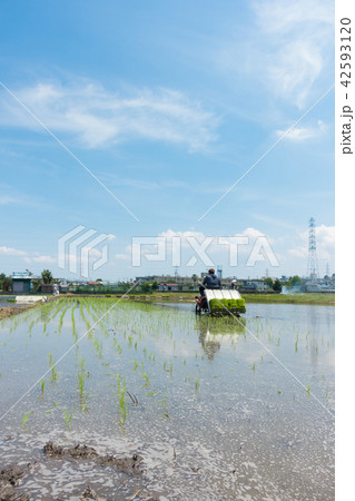 田植え 田植え 42593120