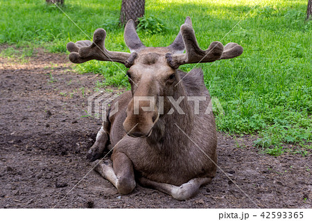 Close-up view of a large elk with horns lying Close-up view of a large elk with horns lying 42593365