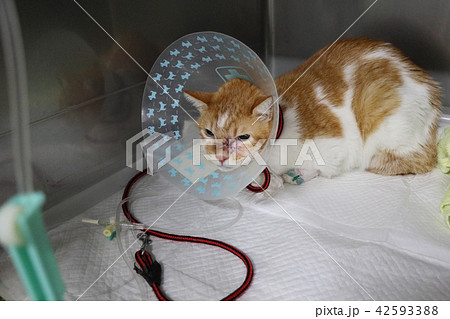 動物病院に入院中の猫の写真素材