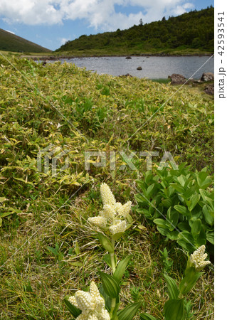 コバイケイソウと鎌沼 コバイケイソウと鎌沼 42593541