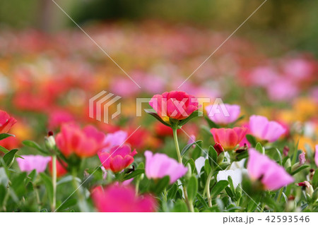 松葉牡丹 42593546