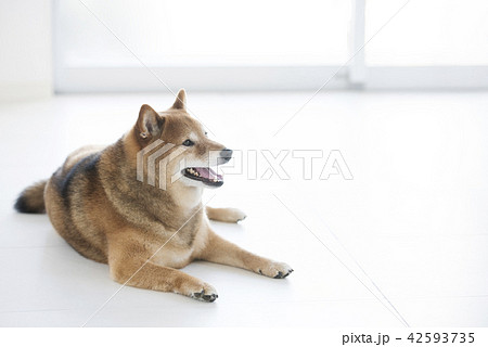 明るいリビングのかわいい柴犬 横顔の写真素材