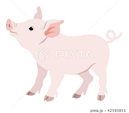 豚 見上げるのイラスト素材