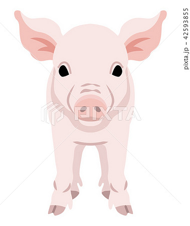 豚 正面のイラスト素材 42593855 Pixta