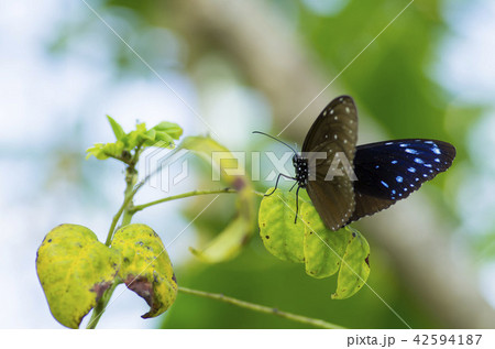 ツマムラサキマダラ ツマムラサキマダラ 42594187