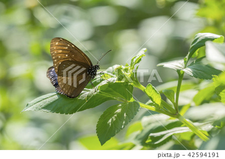 ツマムラサキマダラ ツマムラサキマダラ 42594191