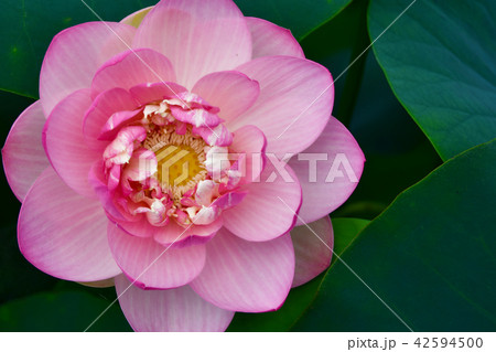 はす ミセスローカム はす ミセスローカム 42594500