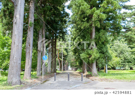 杉並木 秋田県 杉並木 秋田県 42594881