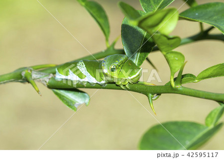 ナガサキアゲハの幼虫 42595117