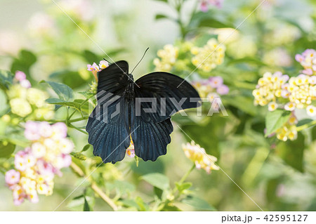ナガサキアゲハ ナガサキアゲハ 42595127