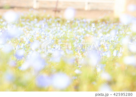 ネモフィラ 42595280