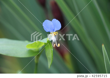 つゆ草 42595715