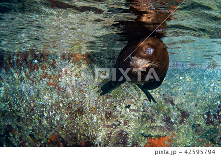 sea lion seal underwater while diving galapagos 42595794