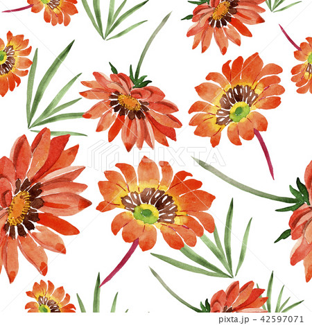 Watercolor orange gazania flowers. Floral botanical flower. Seamless background pattern. 42597071