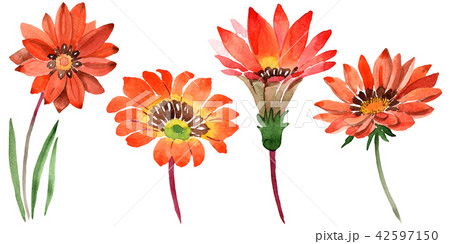 Watercolor orange gazania flowers. Floral botanical flower. Isolated illustration element. 42597150