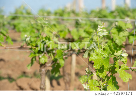 Vineyard at Sring near village of Saint-Emilion 42597171