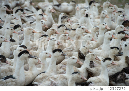 Group of white ducks breeding in a near tall grass in farm Group of white ducks breeding in a near tall grass in farm 42597272