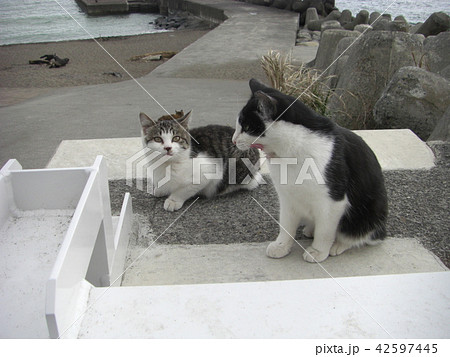 堤防の野良猫たち 42597445